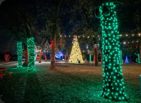 Commercial park trees wrapped with holiday lights