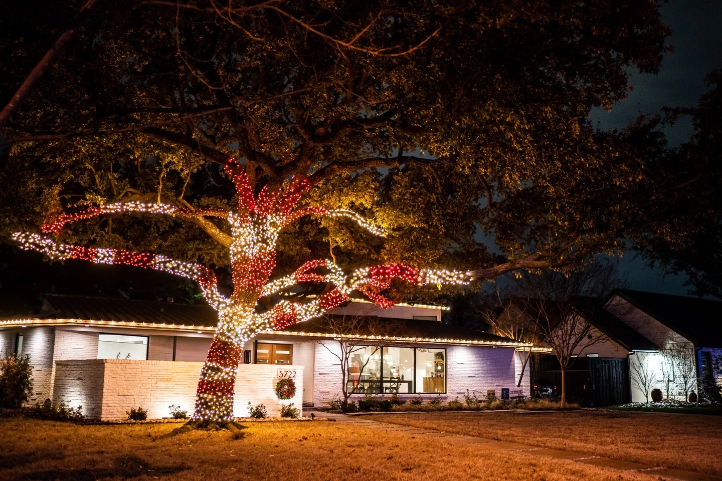 Red and white Christmas lights wrapped through a mature tree