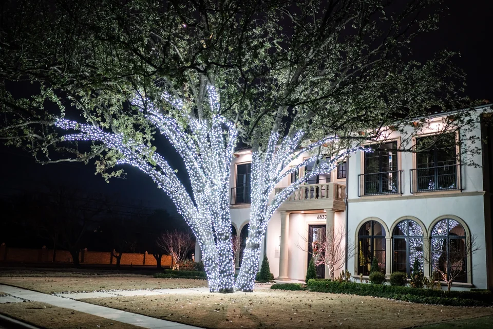 Large oak tree wrapped densely with white Christmas lights